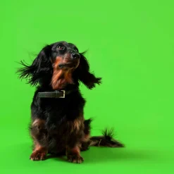 Canine Shine 100g