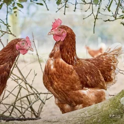Rookery Farm Medium Eggs 6 pack