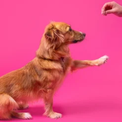 Sit Roll Treat Repeat 100g